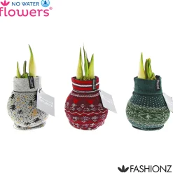 Best Plantiflor Amaryllis mit Socke gewachst ca 32 cm