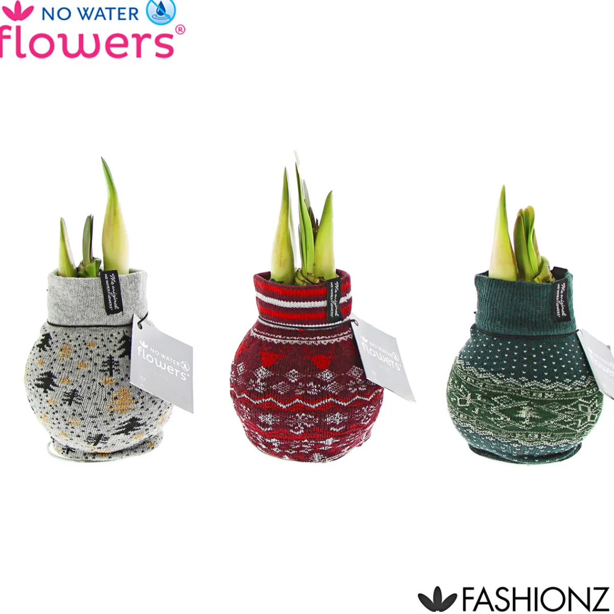Best Plantiflor Amaryllis mit Socke gewachst ca 32 cm