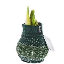 Best Plantiflor Amaryllis mit Socke gewachst ca 32 cm