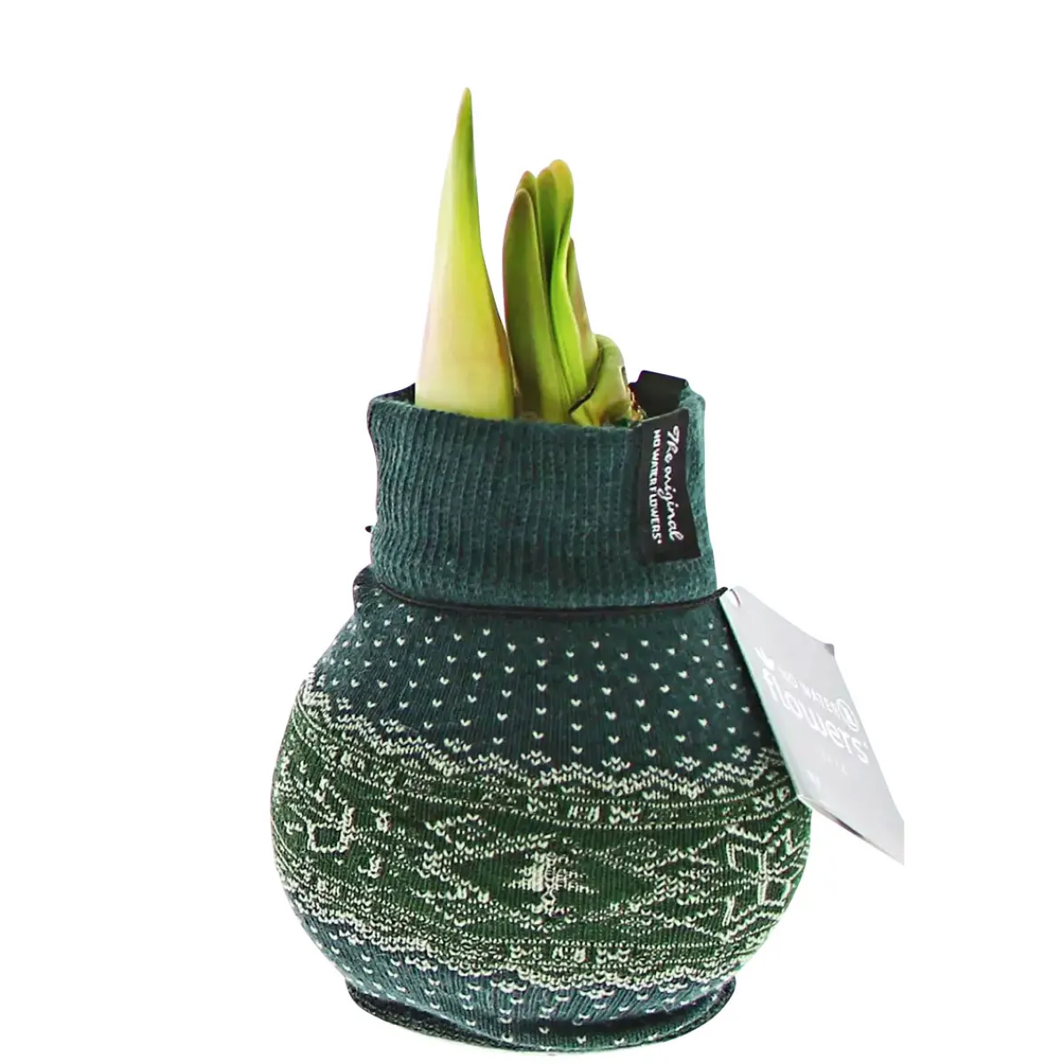 Best Plantiflor Amaryllis mit Socke gewachst ca 32 cm