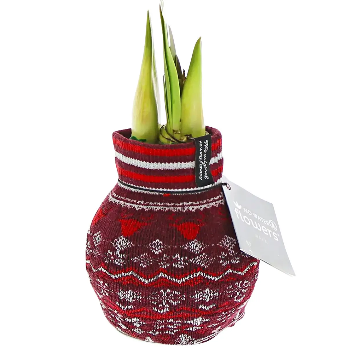 Best Plantiflor Amaryllis mit Socke gewachst ca 32 cm