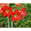Best Plantiflor Amaryllis Topf Durchmesser 12 cm
