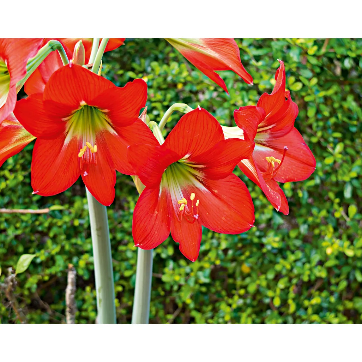 Best Plantiflor Amaryllis Topf Durchmesser 12 cm