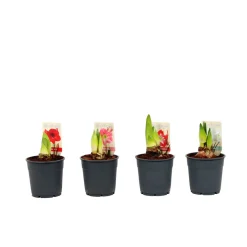 Best Plantiflor Amaryllis Topf Durchmesser 12 cm