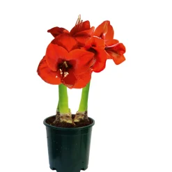 Best Plantiflor Amaryllis Topf Durchmesser 12 cm