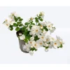 Discount Plantiflor Bacopa T10,5