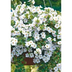 Discount Plantiflor Bacopa T10,5