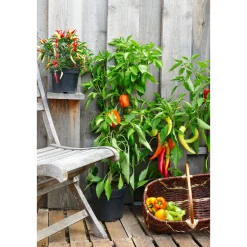 Sale Plantiflor Balkongemüse Topf Durchmesser 11 cm