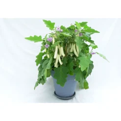 Sale Plantiflor Balkongemüse Topf Durchmesser 11 cm