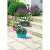 New Plantiflor Ballonblume Ton in Ton Topf- Durchmesser 12 cm
