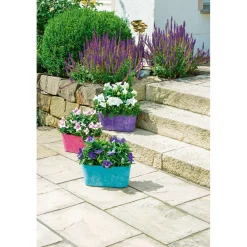 New Plantiflor Ballonblume Ton in Ton Topf- Durchmesser 12 cm