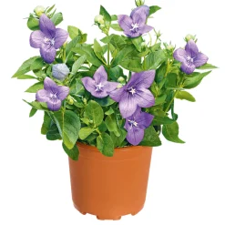 New Plantiflor Ballonblume Ton in Ton Topf- Durchmesser 12 cm