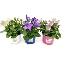 New Plantiflor Ballonblume Ton in Ton Topf- Durchmesser 12 cm