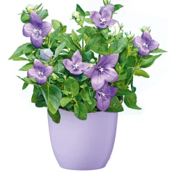 New Plantiflor Ballonblume Ton in Ton Topf- Durchmesser 12 cm