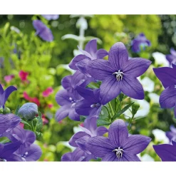 New Plantiflor Ballonblume Ton in Ton Topf- Durchmesser 12 cm
