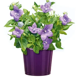 New Plantiflor Ballonblume Ton in Ton Topf- Durchmesser 12 cm