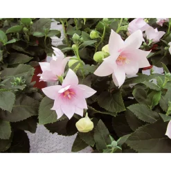 New Plantiflor Ballonblume Ton in Ton Topf- Durchmesser 12 cm