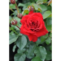 Hot Plantiflor Beet-Duftrose rot Topf 23 cm