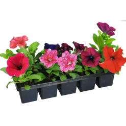 Hot Plantiflor Beet- und Balkonpflanzen Sommerblumen 10er-Pack