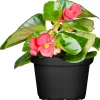 Online Plantiflor Begonie Durchmesser 13 cm