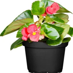 Online Plantiflor Begonie Durchmesser 13 cm