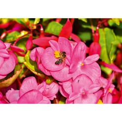 Online Plantiflor Begonie Durchmesser 13 cm