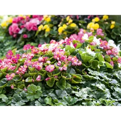 Online Plantiflor Begonie Durchmesser 13 cm
