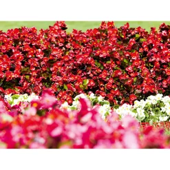 Online Plantiflor Begonie Durchmesser 13 cm