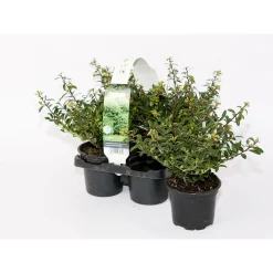 Plantiflor Berg-Ilex Stokes 4er-Pack