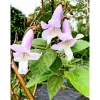Online Plantiflor Bio-CO-Klimabaum Kiri-Baum Topf Durchmesser 21 cm