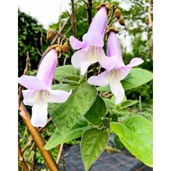 Online Plantiflor Bio-CO-Klimabaum Kiri-Baum Topf Durchmesser 21 cm