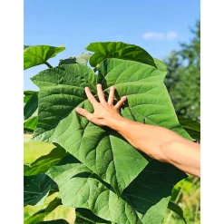 Online Plantiflor Bio-CO-Klimabaum Kiri-Baum Topf Durchmesser 21 cm