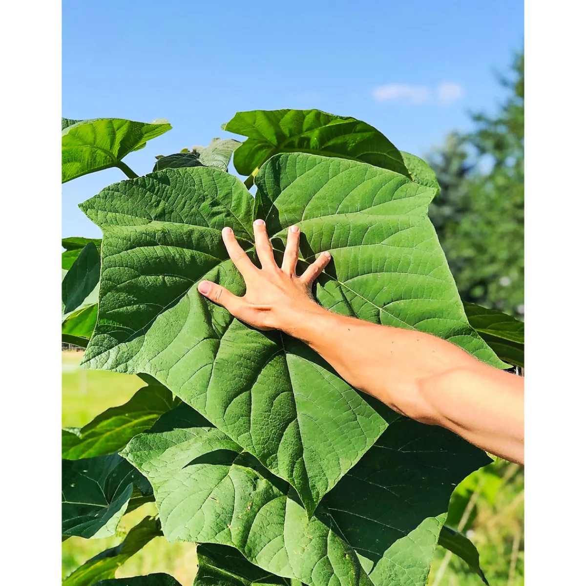 Online Plantiflor Bio-CO-Klimabaum Kiri-Baum Topf Durchmesser 21 cm