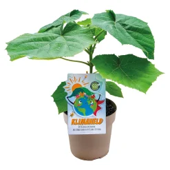 Online Plantiflor Bio-CO-Klimabaum Kiri-Baum Topf Durchmesser 21 cm
