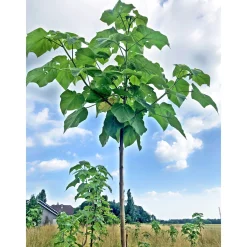 Online Plantiflor Bio-CO-Klimabaum Kiri-Baum Topf Durchmesser 21 cm