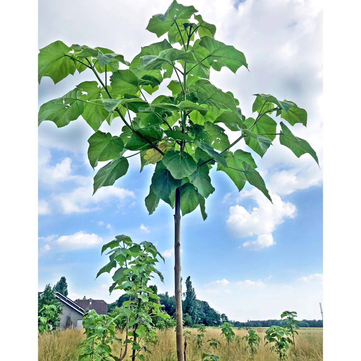 Online Plantiflor Bio-CO-Klimabaum Kiri-Baum Topf Durchmesser 21 cm