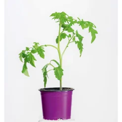 Discount Plantiflor Bio Gourmet Tomaten Ananas Topf Durchmesser 11 cm