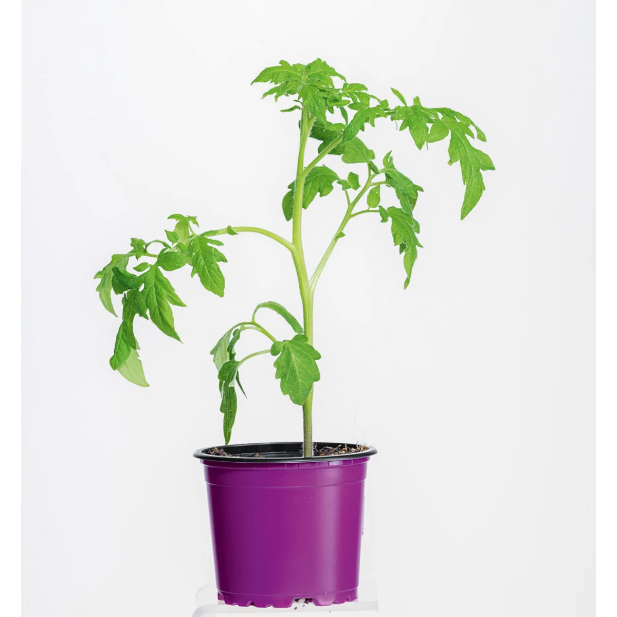 Discount Plantiflor Bio Gourmet Tomaten Ananas Topf Durchmesser 11 cm