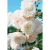 Best Plantiflor Bodendeckerrosen Topf Durchmesser 13 cm