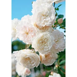Best Plantiflor Bodendeckerrosen Topf Durchmesser 13 cm