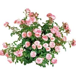 Best Plantiflor Bodendeckerrosen Topf Durchmesser 13 cm