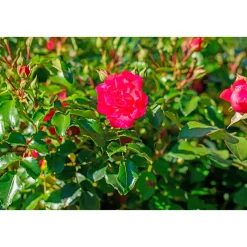 Best Plantiflor Bodendeckerrosen Topf Durchmesser 13 cm