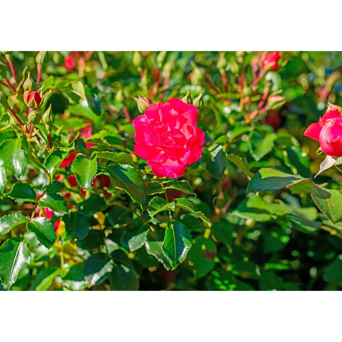 Best Plantiflor Bodendeckerrosen Topf Durchmesser 13 cm
