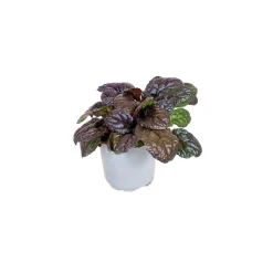 Hot Plantiflor Bodendecker-Stauden Pflasta la Vista Topf 13 cm