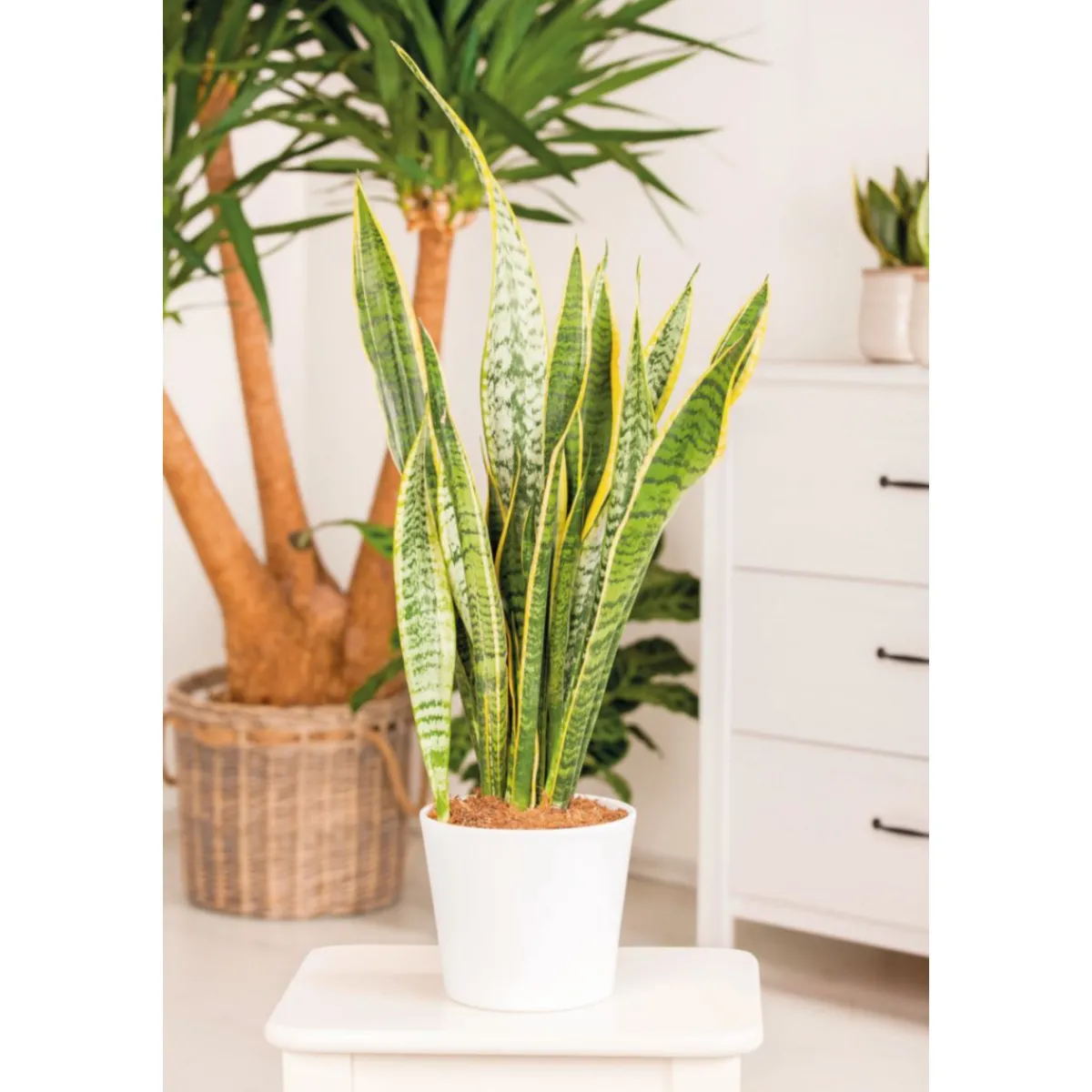 Sale Plantiflor Bogenhanf Laurentii Zeylanica T12
