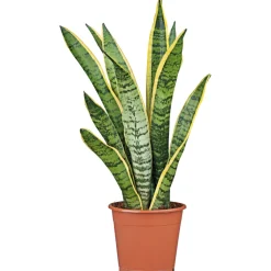 Sale Plantiflor Bogenhanf Laurentii Zeylanica T12