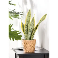 Sale Plantiflor Bogenhanf Laurentii Zeylanica T12