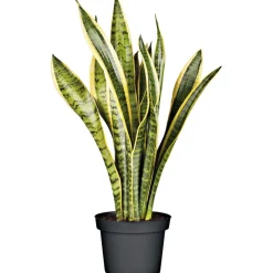 Sale Plantiflor Bogenhanf Laurentii Zeylanica T12