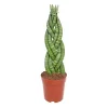 New Plantiflor Bogenhanf Topf Durchmesser 12 cm