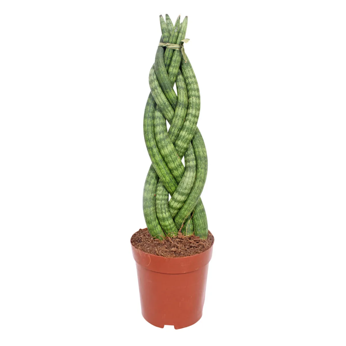 New Plantiflor Bogenhanf Topf Durchmesser 12 cm